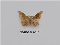 藏品(尺蛾270)的圖片